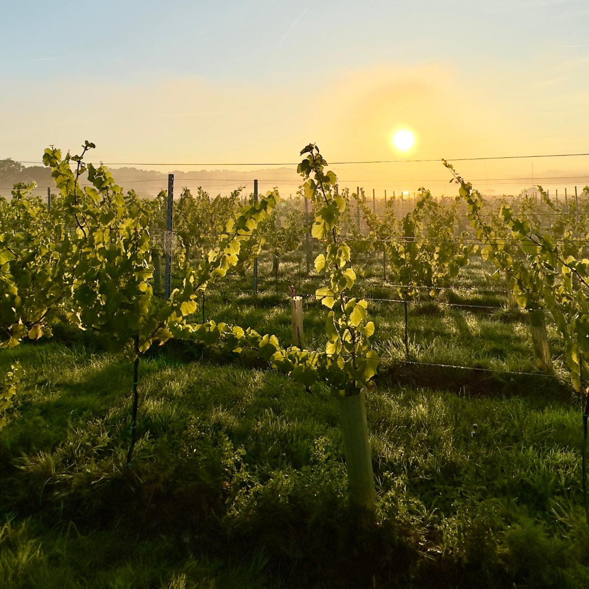 فيلا Pinkmead Estate And Vineyard Osborne  المظهر الخارجي الصورة
